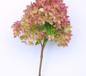 how to dry and use hydrangeas, crafts, how to, hydrangea, wreaths