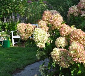 how to dry and use hydrangeas, crafts, how to, hydrangea, wreaths