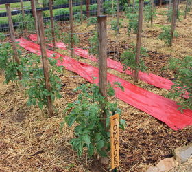 the 2015 garden experiments what worked and what didn t, composting, diy, gardening, go green, pest control, The red plastic was not a winner