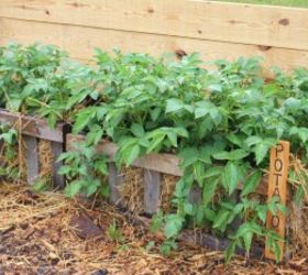 the 2015 garden experiments what worked and what didn t, composting, diy, gardening, go green, pest control, The potato crates performed well