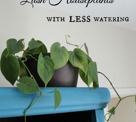 how to have lush healthy houseplants with less watering, gardening, home decor