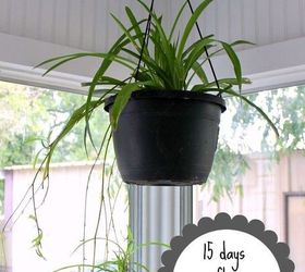 how to have lush healthy houseplants with less watering, gardening, home decor