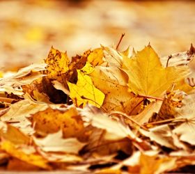 4 great ways to use those falling leaves in your garden and landscape, gardening, landscape, Leaves are great free resources for gardeners