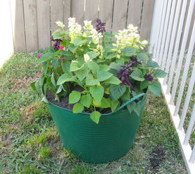 more spring photos of my garden, container gardening, gardening, repurposing upcycling