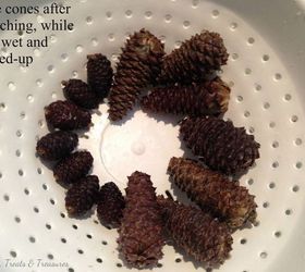 how to lighten pine cones using bleach, crafts, how to, repurposing upcycling, seasonal holiday decor