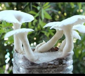 yum grow mushrooms in coffee grounds, gardening, go green