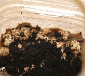 yum grow mushrooms in coffee grounds, gardening, go green