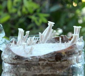 yum grow mushrooms in coffee grounds, gardening, go green