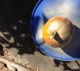 a budget friendly beach thanksgiving, crafts, pallet, seasonal holiday decor, thanksgiving decorations