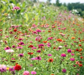 how to grow zinnias, flowers, gardening, how to