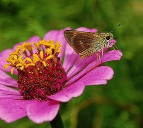 how to grow zinnias, flowers, gardening, how to