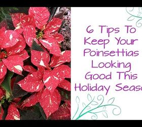 6 tips to keep your poinsettias looking good this holiday season, gardening