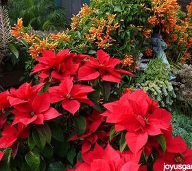 6 tips to keep your poinsettias looking good this holiday season, gardening