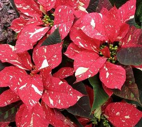 6 tips to keep your poinsettias looking good this holiday season, gardening