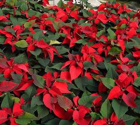 6 tips to keep your poinsettias looking good this holiday season, gardening