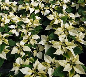 6 tips to keep your poinsettias looking good this holiday season, gardening