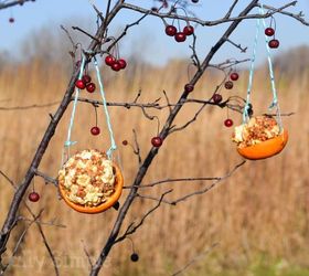 orange peel bird feeder, crafts, outdoor living, pets animals