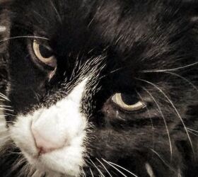 cold cat garage bed, pets animals, repurposing upcycling