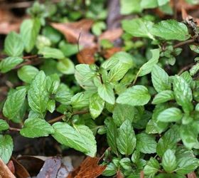 how to grow a mint plant from cuttings, gardening, homesteading, how to