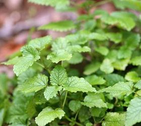 how to grow a mint plant from cuttings, gardening, homesteading, how to