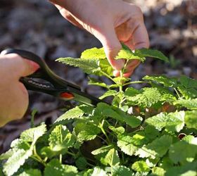 how to grow a mint plant from cuttings, gardening, homesteading, how to