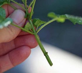 how to grow a mint plant from cuttings, gardening, homesteading, how to