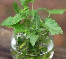 how to grow a mint plant from cuttings, gardening, homesteading, how to