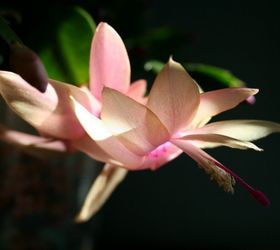caring for christmas cactus, container gardening, gardening
