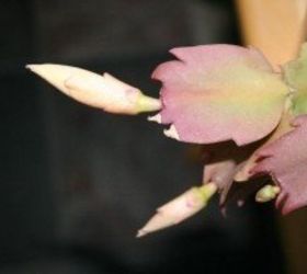 caring for christmas cactus, container gardening, gardening, Same plant 1 year later with healthy leaves