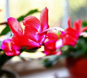 caring for christmas cactus, container gardening, gardening