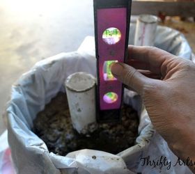 diy potted topiary skinny christmas trees in urns, christmas decorations, container gardening, diy, gardening, seasonal holiday decor