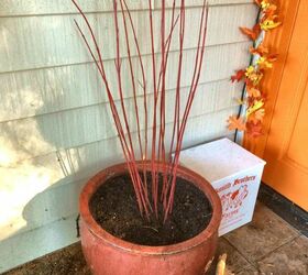 christmas decorating outdoors, christmas decorations, container gardening, gardening, seasonal holiday decor