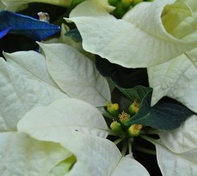 how to care for a poinsettia, flowers, gardening, how to