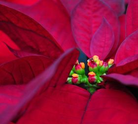 how to care for a poinsettia, flowers, gardening, how to