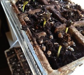 the best seed starting tips ever, container gardening, gardening