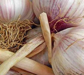boost your garden with these 8 fall planting ideas, container gardening, flowers, gardening, 2 Grow Garlic and Spice up your Dinner Table