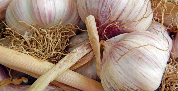 boost your garden with these 8 fall planting ideas, container gardening, flowers, gardening, 2 Grow Garlic and Spice up your Dinner Table