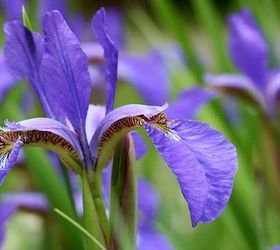 boost your garden with these 8 fall planting ideas, container gardening, flowers, gardening, 3 Plant Perennials for a Colorful Spring