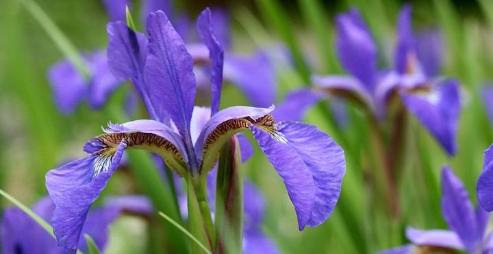 boost your garden with these 8 fall planting ideas, container gardening, flowers, gardening, 3 Plant Perennials for a Colorful Spring
