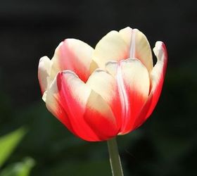 boost your garden with these 8 fall planting ideas, container gardening, flowers, gardening, 4 Grow Gorgeous Tulips in a Vase