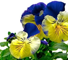 boost your garden with these 8 fall planting ideas, container gardening, flowers, gardening, 5 Plant Fall Annuals and Jumpstart your Flow