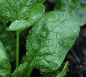 boost your garden with these 8 fall planting ideas, container gardening, flowers, gardening, 6 Stretch out your Harvest with Cold Weather