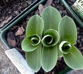 of children curiosity and creating a new generation of earth stewards, flowers, gardening, mouse ear hosta aren t they fun