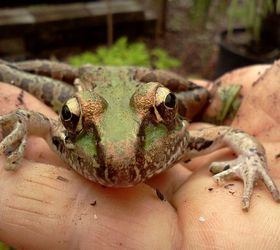of children curiosity and creating a new generation of earth stewards, flowers, gardening, frogs are a welcome guest in my children s garden