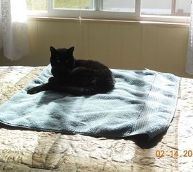 my first flower of spring, flowers, gardening, And of course my domineering cat I bothered her nap in the sun She is really getting obnoxious but for 19 1 2 I guess she is entitled