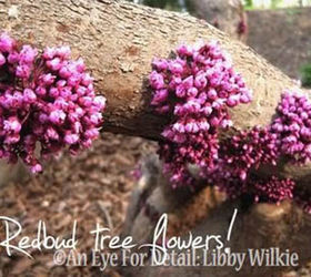 american redbud tree a classic, flowers, gardening