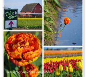 the skagit valley tulip festival tulip town follow the rainbow, gardening