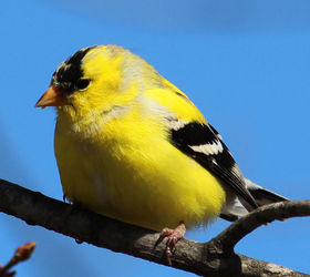 too many birds to count, pets animals, American Goldfinch