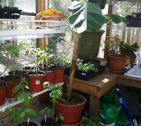 greenhouse, flowers, gardening, February 2012