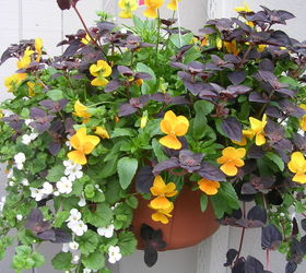 container gardening, container gardening, gardening